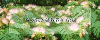 合欢花的盆栽养护方法,第1图