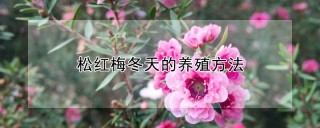 松红梅冬天的养殖方法,第1图