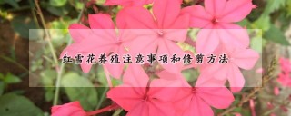 红雪花养殖注意事项和修剪方法,第1图