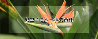 鹤望兰怎么一株变两株,第1图