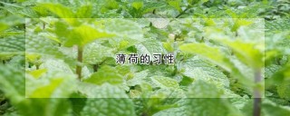 薄荷的习性,第1图