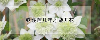 铁线莲几年才能开花,第1图