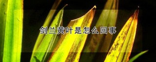 剑兰黄叶是怎么回事,第1图