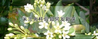 米兰光杆后如何发新芽,第1图