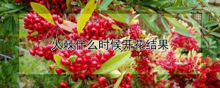 火棘什么时候开花结果,第1图