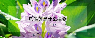 凤眼莲是什么植物,第1图