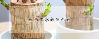 巴西木水养怎么养,第1图