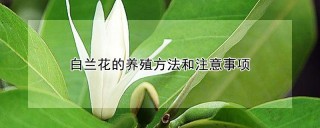 白兰花的养殖方法和注意事项,第1图