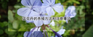 蓝花丹的养殖方法和注意事项,第1图