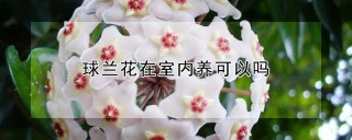 球兰花在室内养可以吗,第1图