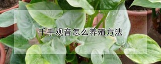 千手观音怎么养殖方法,第1图