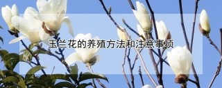 玉兰花的养殖方法和注意事项,第1图