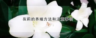 灰莉的养殖方法和注意事项,第1图