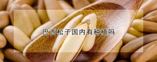 巴西松子国内有种植吗,第1图