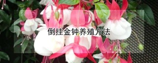 倒挂金钟养殖方法,第1图