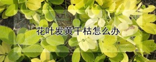 花叶发黄干枯怎么办,第1图