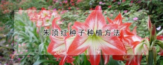 朱顶红种子种植方法,第1图