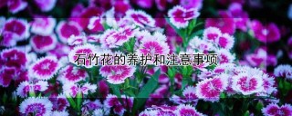 石竹花的养护和注意事项,第1图