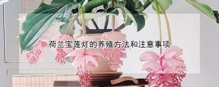 荷兰宝莲灯的养殖方法和注意事项,第1图