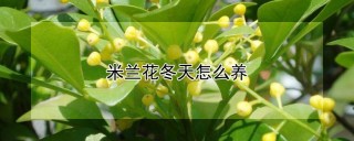 米兰花冬天怎么养,第1图