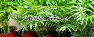 富贵豆花的养殖方法,第1图