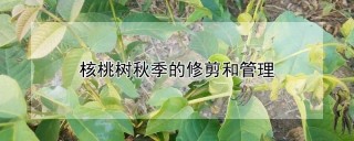 核桃树秋季的修剪和管理,第1图