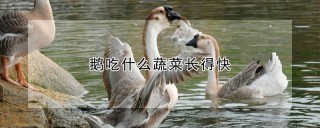 鹅吃什么蔬菜长得快,第1图