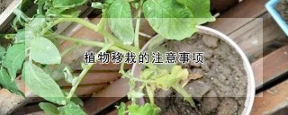 植物移栽的注意事项,第1图