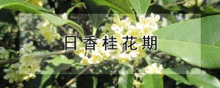 日香桂花期,第1图