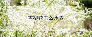 雪柳花怎么水养,第1图