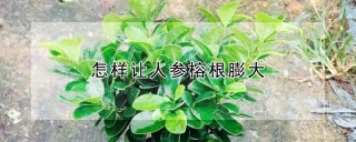 怎样让人参榕根膨大,第1图