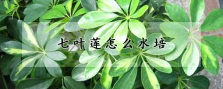 七叶莲怎么水培,第1图