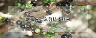 嘉宝果怎么剪枝才结果,第1图