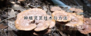 种植灵芝技术与方法,第1图