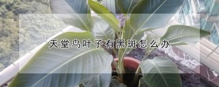 天堂鸟叶子有黑斑怎么办,第1图