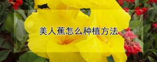 美人蕉怎么种植方法,第1图