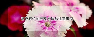 常夏石竹的养殖方法和注意事项,第1图