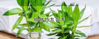 招财竹怎么养,第1图