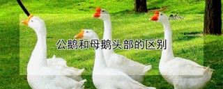 公鹅和母鹅头部的区别,第1图