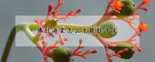 佛肚海棠怎么才能肚子大,第1图