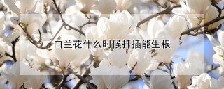 白兰花什么时候扦插能生根,第1图