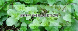 薄荷种子直接种土里面可以吗,第1图