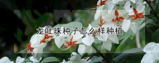 龙吐珠种子怎么样种植,第1图