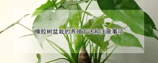 橡胶树盆栽的养殖方法和注意事项,第1图