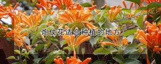 炮仗花适合种植的地方,第1图