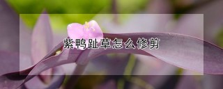 紫鸭趾草怎么修剪,第1图