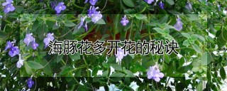 海豚花多开花的秘诀,第1图