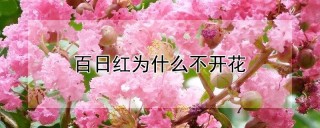 百日红为什么不开花,第1图