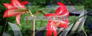 朱顶红花谢后怎么处理,第1图