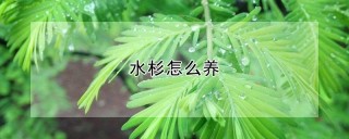 水杉怎么养,第1图